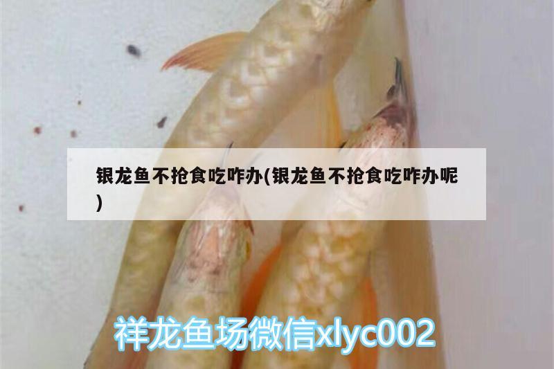 銀龍魚不搶食吃咋辦(銀龍魚不搶食吃咋辦呢) 銀龍魚