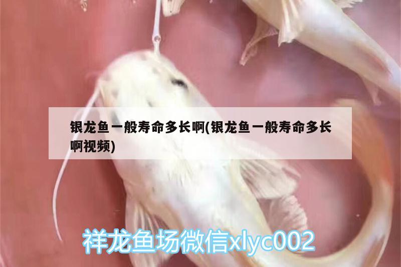 銀龍魚一般壽命多長啊(銀龍魚一般壽命多長啊視頻) 銀龍魚百科