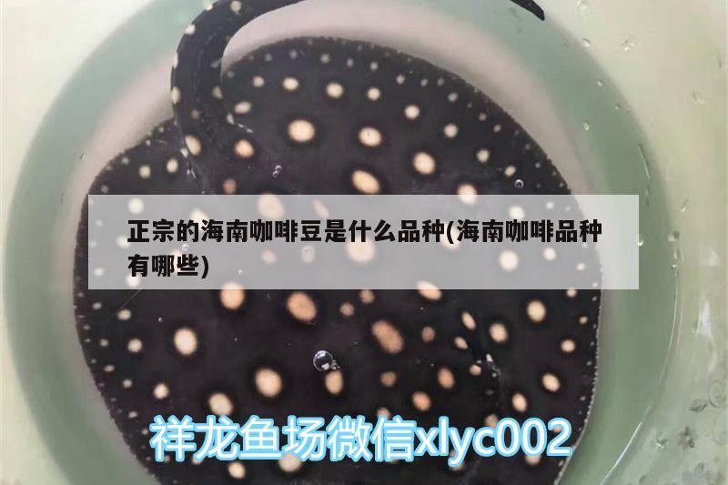 正宗的海南咖啡豆是什么品種(海南咖啡品種有哪些) 馬來西亞咖啡