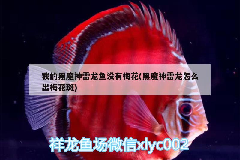 我的黑魔神雷龍魚沒有梅花(黑魔神雷龍怎么出梅花斑)