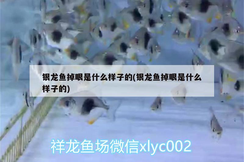 銀龍魚掉眼是什么樣子的(銀龍魚掉眼是什么樣子的) 銀龍魚百科