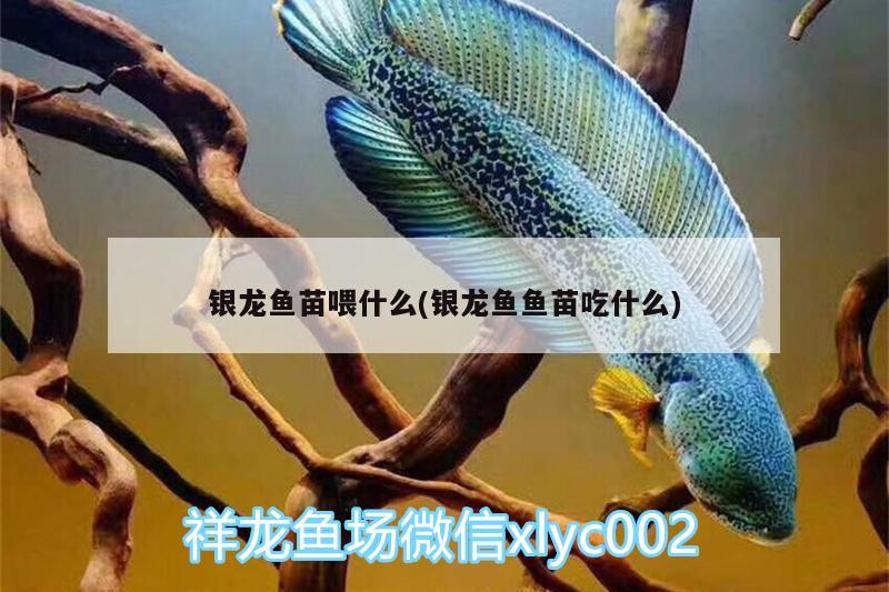 銀龍魚(yú)苗喂什么(銀龍魚(yú)魚(yú)苗吃什么)