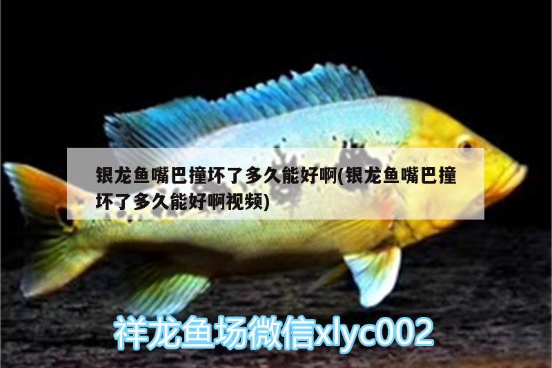 銀龍魚嘴巴撞壞了多久能好啊(銀龍魚嘴巴撞壞了多久能好啊視頻) 銀龍魚百科