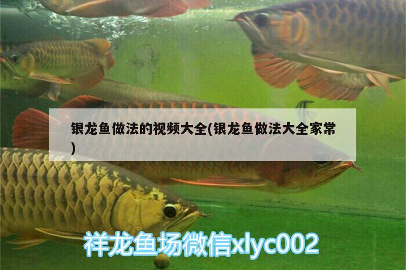 銀龍魚(yú)做法的視頻大全(銀龍魚(yú)做法大全家常) 銀龍魚(yú)百科