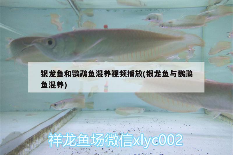 銀龍魚和鸚鵡魚混養(yǎng)視頻播放(銀龍魚與鸚鵡魚混養(yǎng)) 鸚鵡魚