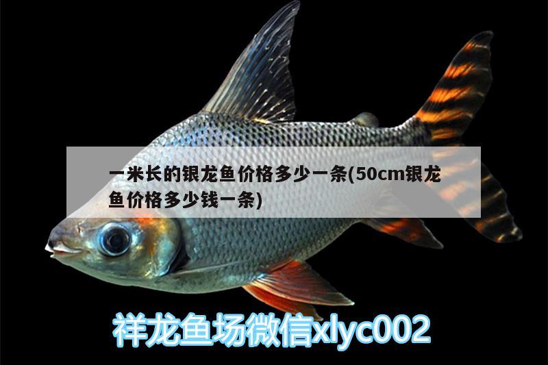 一米長(zhǎng)的銀龍魚價(jià)格多少一條(50cm銀龍魚價(jià)格多少錢一條) 銀龍魚