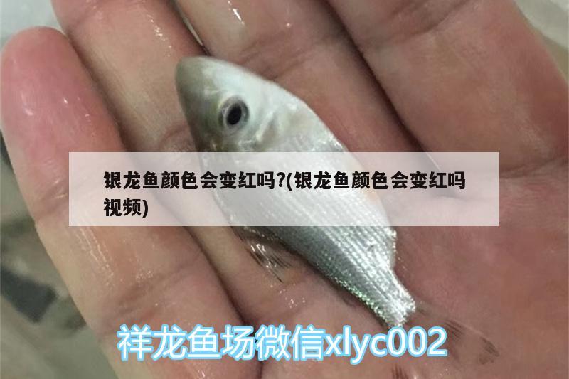 銀龍魚顏色會變紅嗎?(銀龍魚顏色會變紅嗎視頻) 銀龍魚百科