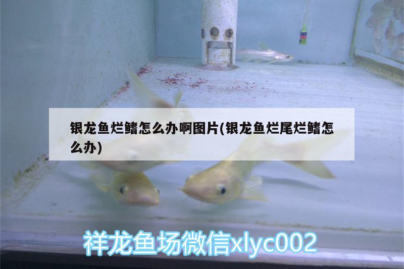 銀龍魚爛鰭怎么辦啊圖片(銀龍魚爛尾爛鰭怎么辦) 銀龍魚百科 第1張