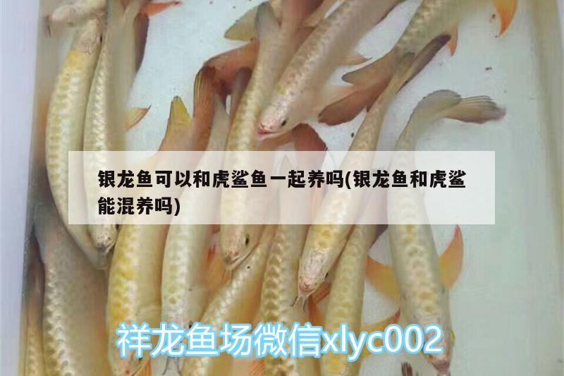 銀龍魚可以和虎鯊魚一起養(yǎng)嗎(銀龍魚和虎鯊能混養(yǎng)嗎)