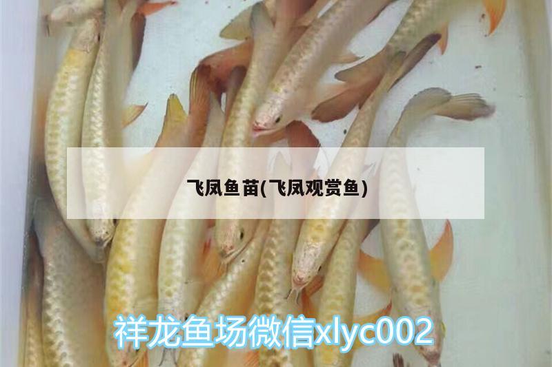 飛鳳魚苗(飛鳳觀賞魚) 飛鳳魚