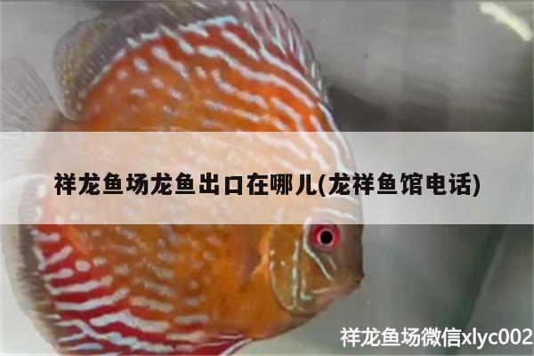 祥龍魚場(chǎng)龍魚出口在哪兒(龍祥魚館電話) 祥龍魚場(chǎng)