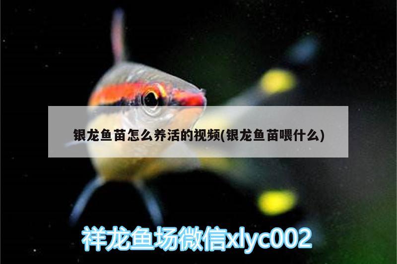 銀龍魚苗怎么養(yǎng)活的視頻(銀龍魚苗喂什么)