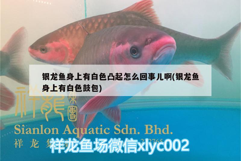 銀龍魚身上有白色凸起怎么回事兒啊(銀龍魚身上有白色鼓包) 銀龍魚百科