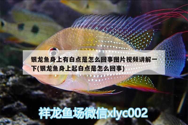 銀龍魚身上有白點(diǎn)是怎么回事圖片視頻講解一下(銀龍魚身上起白點(diǎn)是怎么回事)