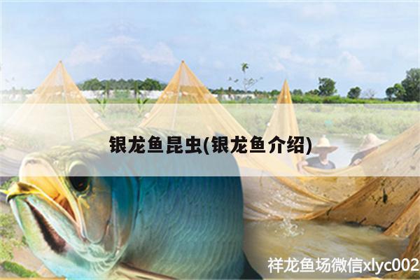 銀龍魚(yú)昆蟲(chóng)(銀龍魚(yú)介紹) 銀龍魚(yú)百科