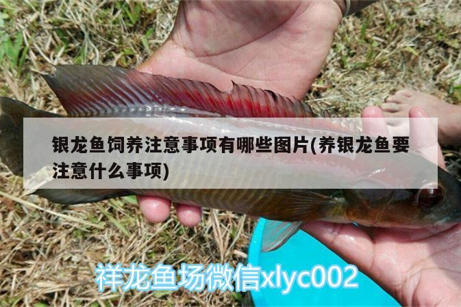 銀龍魚飼養(yǎng)注意事項有哪些圖片(養(yǎng)銀龍魚要注意什么事項) 銀龍魚