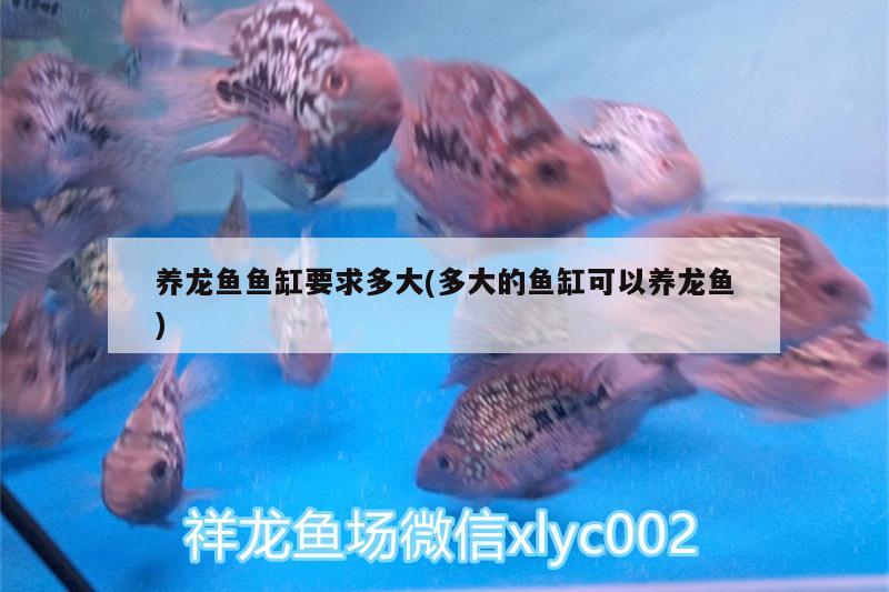 養(yǎng)龍魚魚缸要求多大(多大的魚缸可以養(yǎng)龍魚) 噴點(diǎn)菠蘿魚