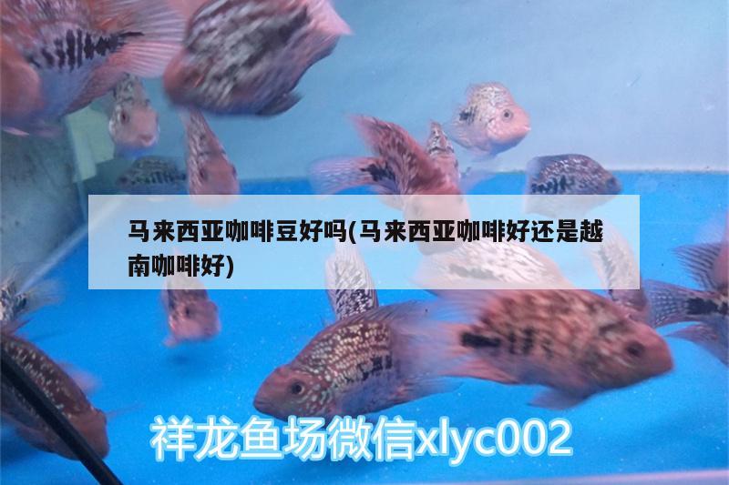 馬來西亞咖啡豆好嗎(馬來西亞咖啡好還是越南咖啡好) 馬來西亞咖啡