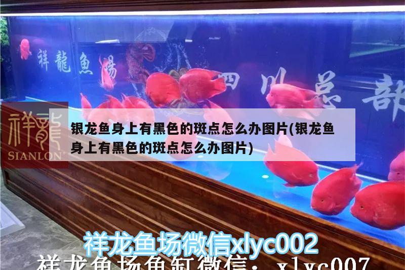 銀龍魚身上有黑色的斑點怎么辦圖片(銀龍魚身上有黑色的斑點怎么辦圖片) 銀龍魚