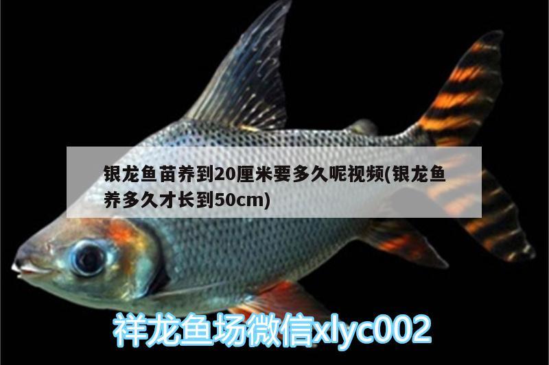 銀龍魚苗養(yǎng)到20厘米要多久呢視頻(銀龍魚養(yǎng)多久才長(zhǎng)到50cm)