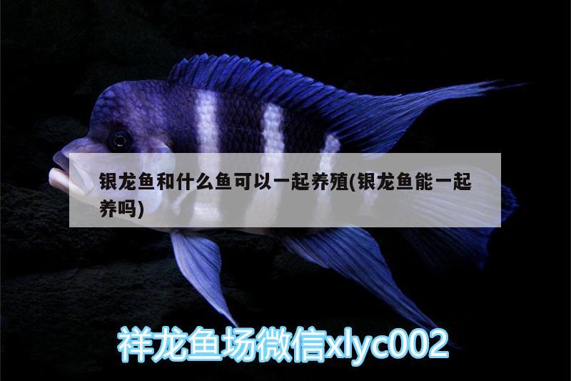 銀龍魚和什么魚可以一起養(yǎng)殖(銀龍魚能一起養(yǎng)嗎) 銀龍魚