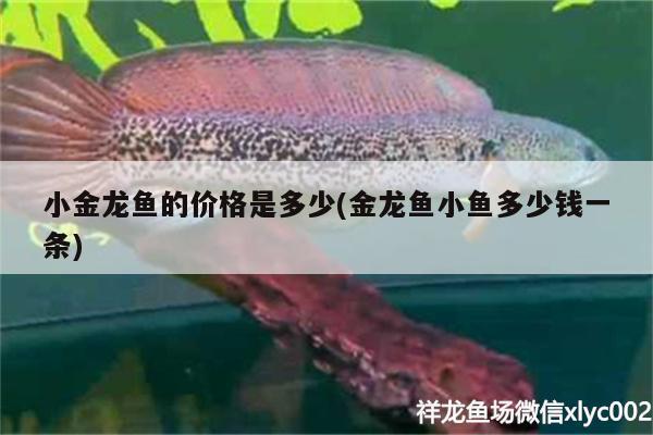 小金龍魚的價格是多少(金龍魚小魚多少錢一條) 其它水族用具設(shè)備