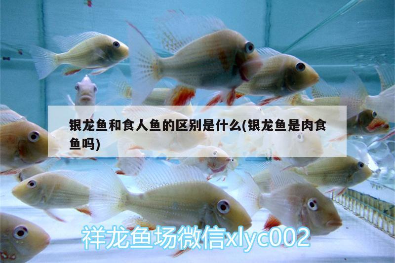 銀龍魚和食人魚的區(qū)別是什么(銀龍魚是肉食魚嗎) 食人魚（水虎）