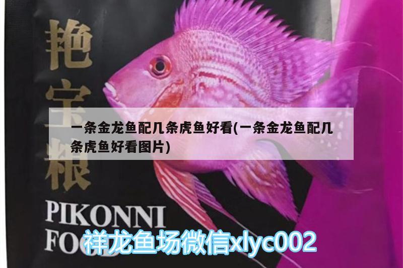 一條金龍魚配幾條虎魚好看(一條金龍魚配幾條虎魚好看圖片)