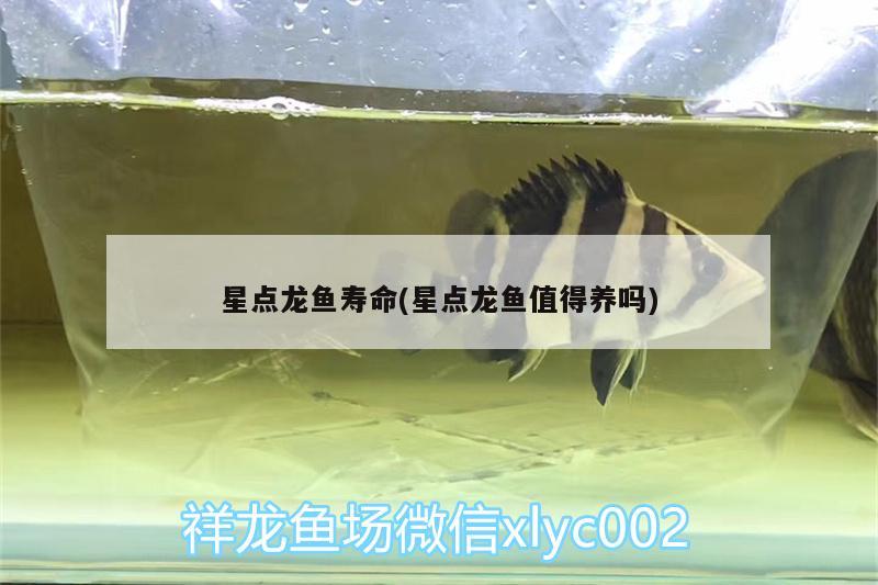 星點(diǎn)龍魚壽命(星點(diǎn)龍魚值得養(yǎng)嗎) 綠皮皇冠豹魚