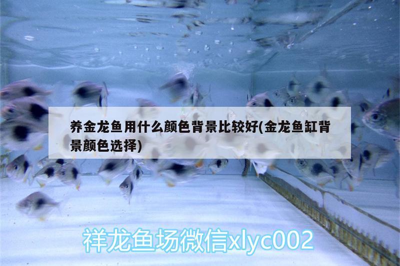 養(yǎng)金龍魚(yú)用什么顏色背景比較好(金龍魚(yú)缸背景顏色選擇) 短身紅龍魚(yú)