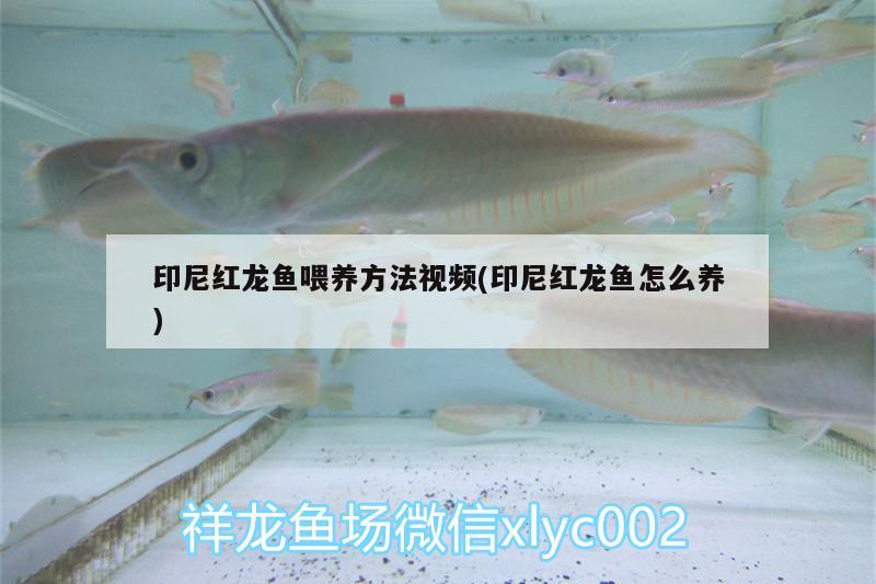 印尼紅龍魚喂養(yǎng)方法視頻(印尼紅龍魚怎么養(yǎng)) 印尼紅龍魚