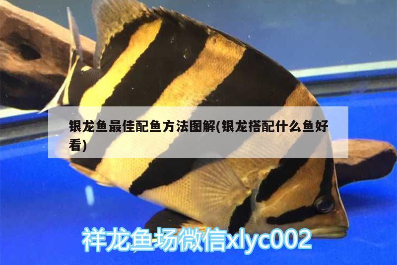 銀龍魚最佳配魚方法圖解(銀龍搭配什么魚好看) 銀龍魚百科