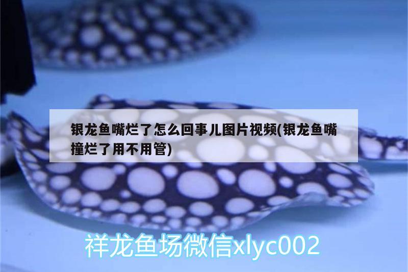 銀龍魚嘴爛了怎么回事兒圖片視頻(銀龍魚嘴撞爛了用不用管) 銀龍魚