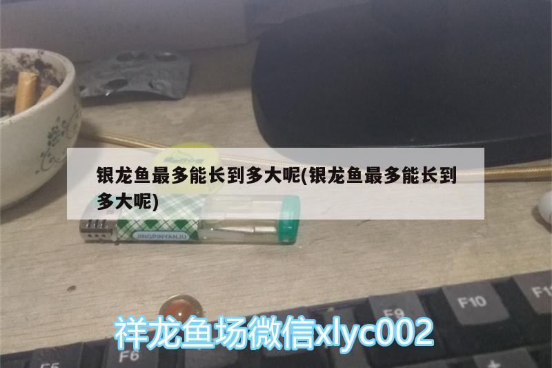 銀龍魚最多能長到多大呢(銀龍魚最多能長到多大呢)