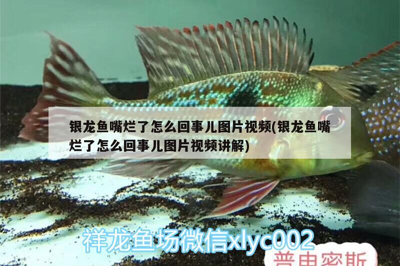 銀龍魚(yú)嘴爛了怎么回事兒圖片視頻(銀龍魚(yú)嘴爛了怎么回事兒圖片視頻講解) 銀龍魚(yú)