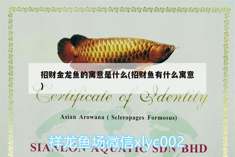 招財(cái)金龍魚的寓意是什么(招財(cái)魚有什么寓意) 朱巴利魚