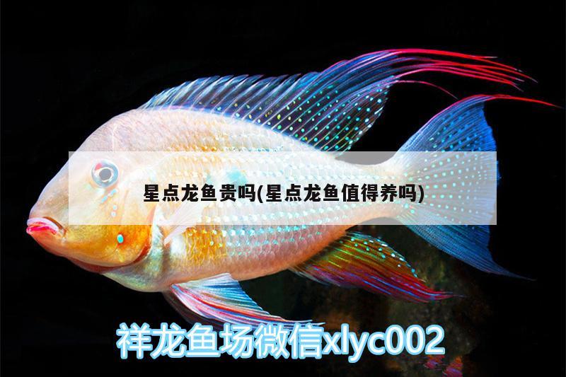 星點(diǎn)龍魚貴嗎(星點(diǎn)龍魚值得養(yǎng)嗎) 錦鯉魚