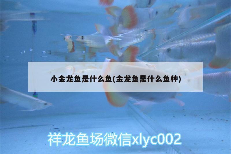 小金龍魚是什么魚(金龍魚是什么魚種) 廣州水族批發(fā)市場