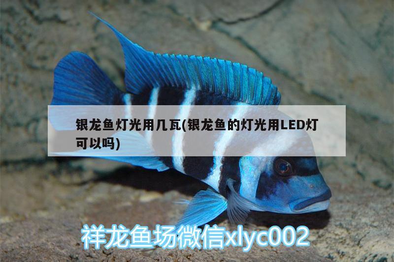 銀龍魚(yú)燈光用幾瓦(銀龍魚(yú)的燈光用LED燈可以嗎) 銀龍魚(yú)