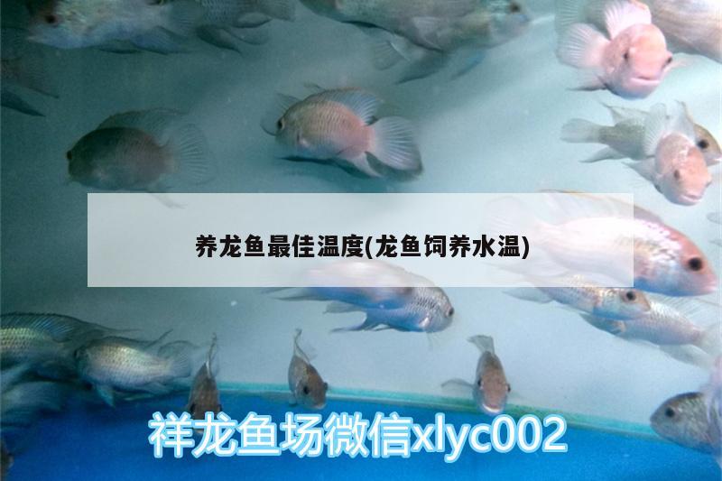 養(yǎng)龍魚最佳溫度(龍魚飼養(yǎng)水溫)