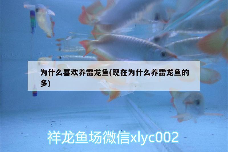 為什么喜歡養(yǎng)雷龍魚(現(xiàn)在為什么養(yǎng)雷龍魚的多) 印尼虎苗