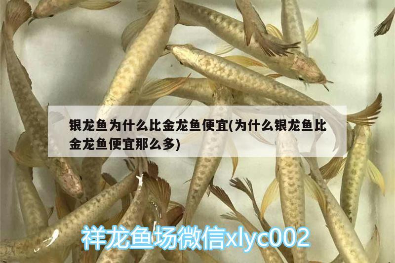 銀龍魚為什么比金龍魚便宜(為什么銀龍魚比金龍魚便宜那么多) 銀龍魚百科