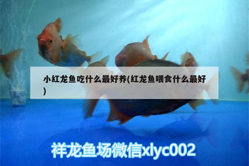 小紅龍魚吃什么最好養(yǎng)(紅龍魚喂食什么最好) 二氧化碳設(shè)備