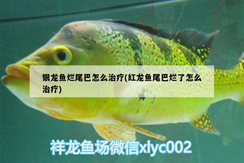 銀龍魚爛尾巴怎么治療(紅龍魚尾巴爛了怎么治療) 銀龍魚百科