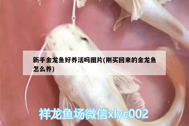 新手金龍魚好養(yǎng)活嗎圖片(剛買回來的金龍魚怎么養(yǎng))