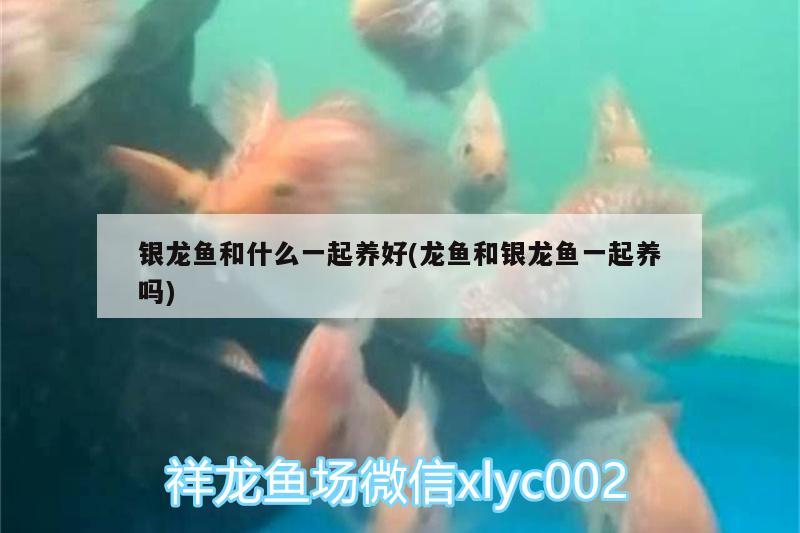 銀龍魚和什么一起養(yǎng)好(龍魚和銀龍魚一起養(yǎng)嗎)