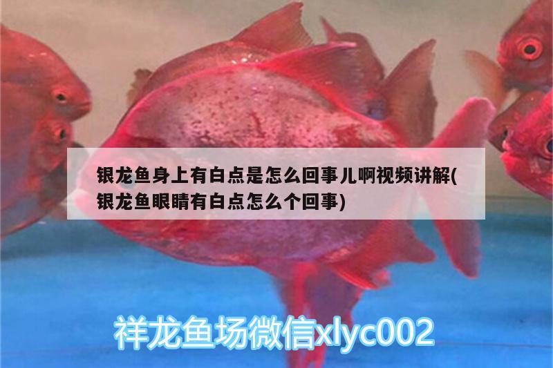 銀龍魚(yú)身上有白點(diǎn)是怎么回事兒啊視頻講解(銀龍魚(yú)眼睛有白點(diǎn)怎么個(gè)回事) 銀龍魚(yú)百科