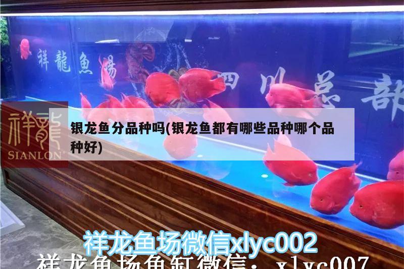 銀龍魚分品種嗎(銀龍魚都有哪些品種哪個(gè)品種好)