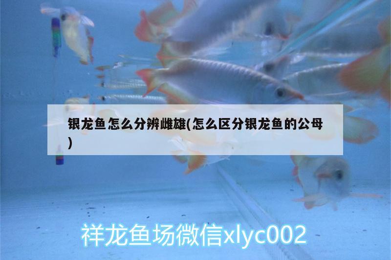 銀龍魚(yú)怎么分辨雌雄(怎么區(qū)分銀龍魚(yú)的公母)