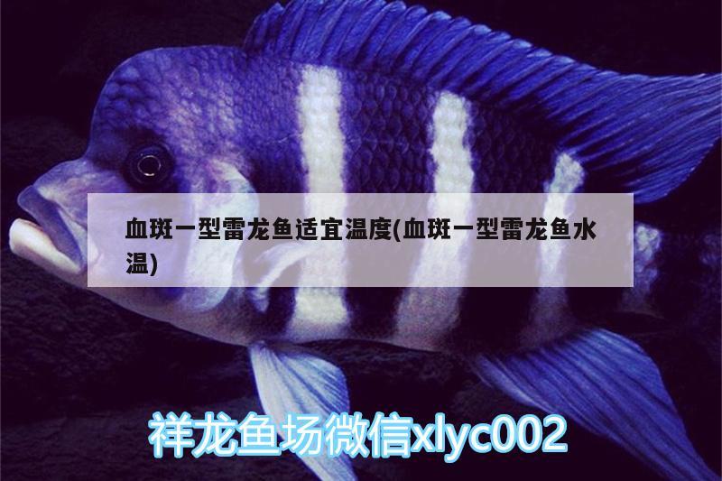 血斑一型雷龍魚適宜溫度(血斑一型雷龍魚水溫) 馬拉莫寶石魚